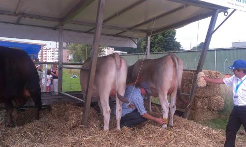 Schwingfest (6)