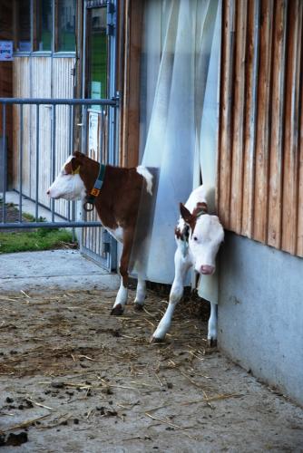 Egoldswil-2014 (6)