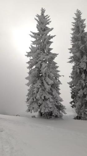 2021-02-Schneeschuh-08