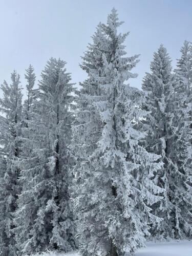 2021-02-Schneeschuh-21